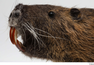 Nutria head 0002.jpg